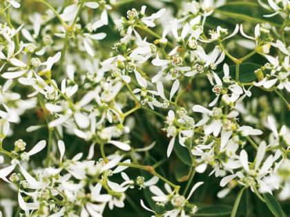 Euphorbia Diamond Frost
