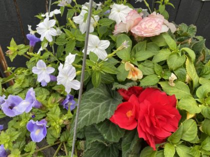 Glow Hanging Basket (672)