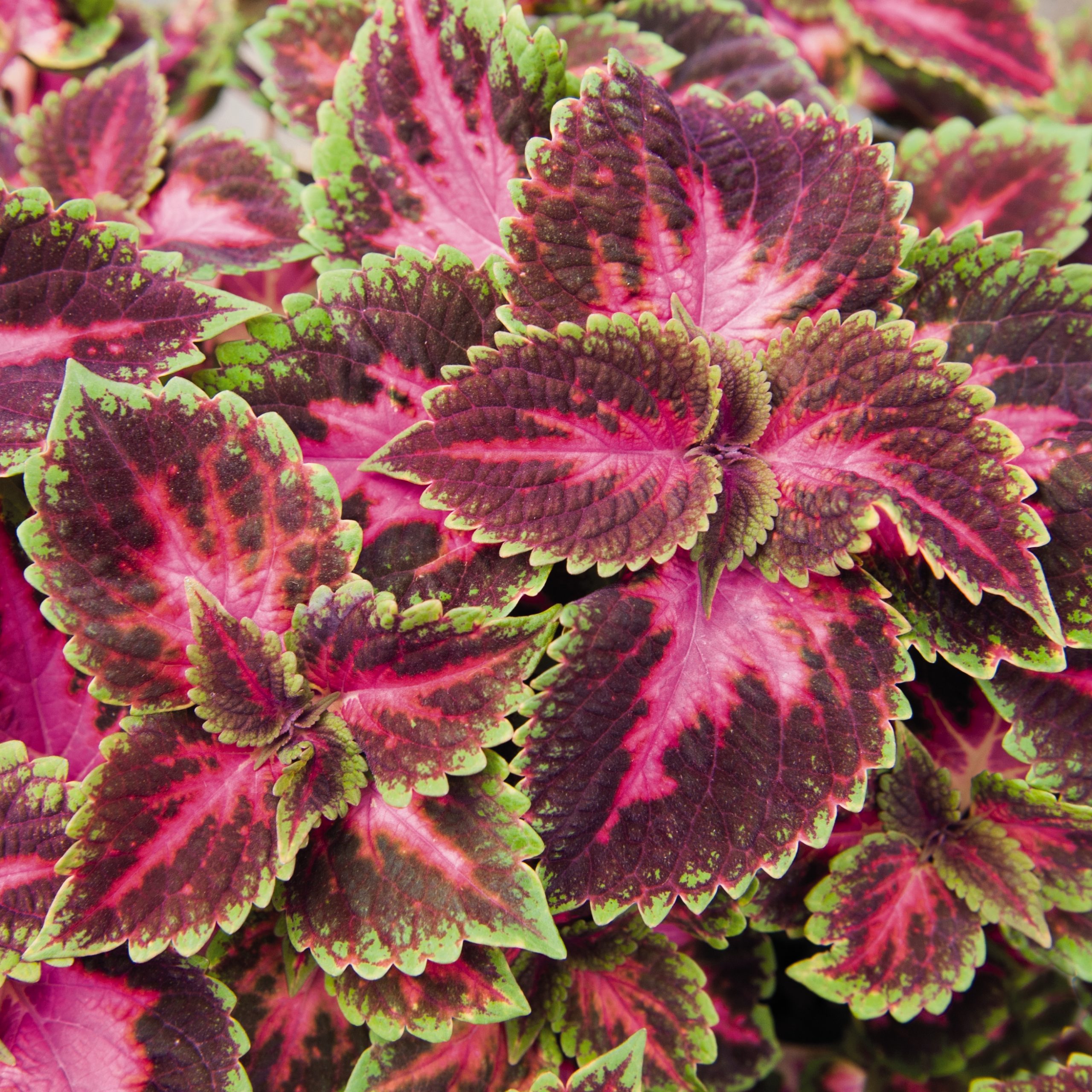Coleus Main Street Fifth Avenue Ennenga's Garden Center