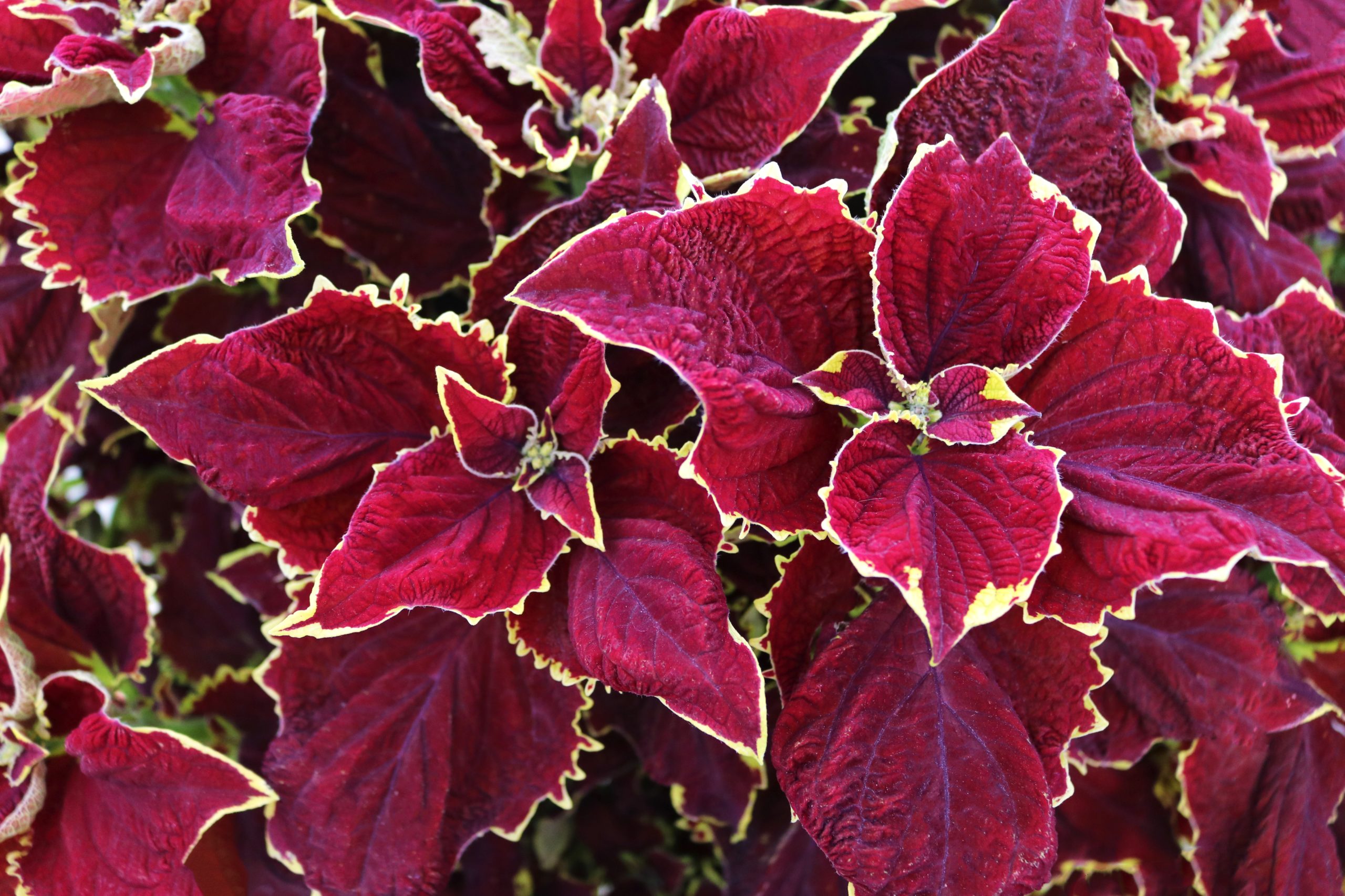 Coleus Stained Glassworks Crown Jewel Ennenga's Garden Center