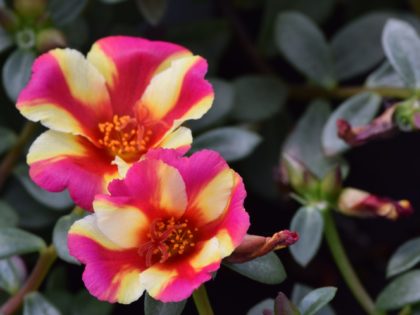 Portulaca Colorblast