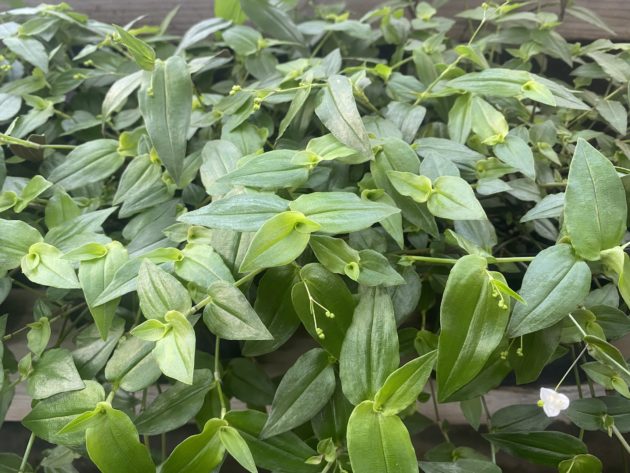 Bridal Veil – Ennenga's Garden Center