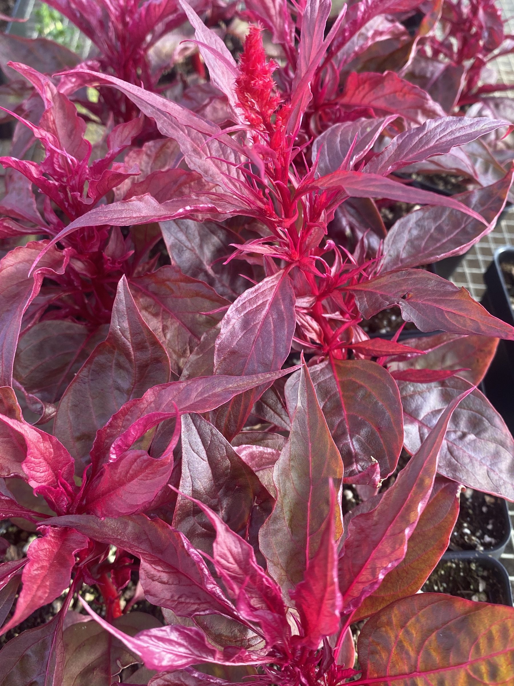 Celosia Dragon S Breath Ennenga S Garden Center Celosia Dragon S Breath Ennenga S Garden Center