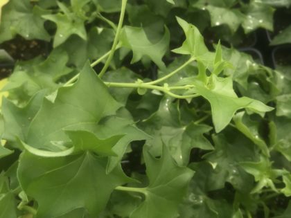 German Ivy