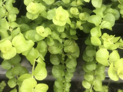 Lysimachia Goldi