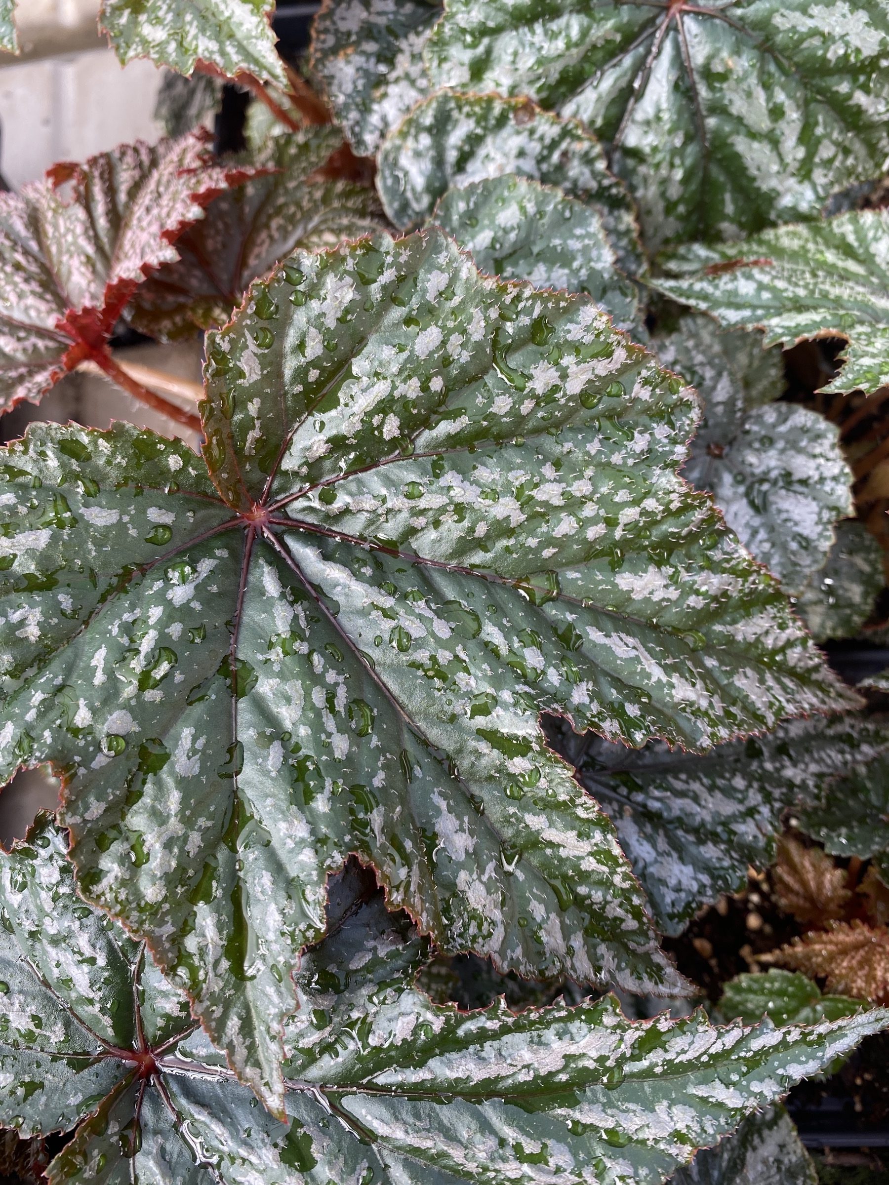 Gryphon Begonia Ennenga's Garden Center