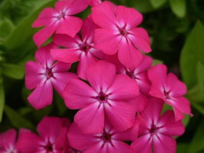 Phlox Gisele Hot Pink