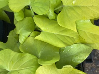 Ipomoea Marguerite "Sweet Potato Vine"