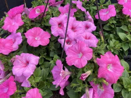 Petunia Pink Hanging Basket (650)