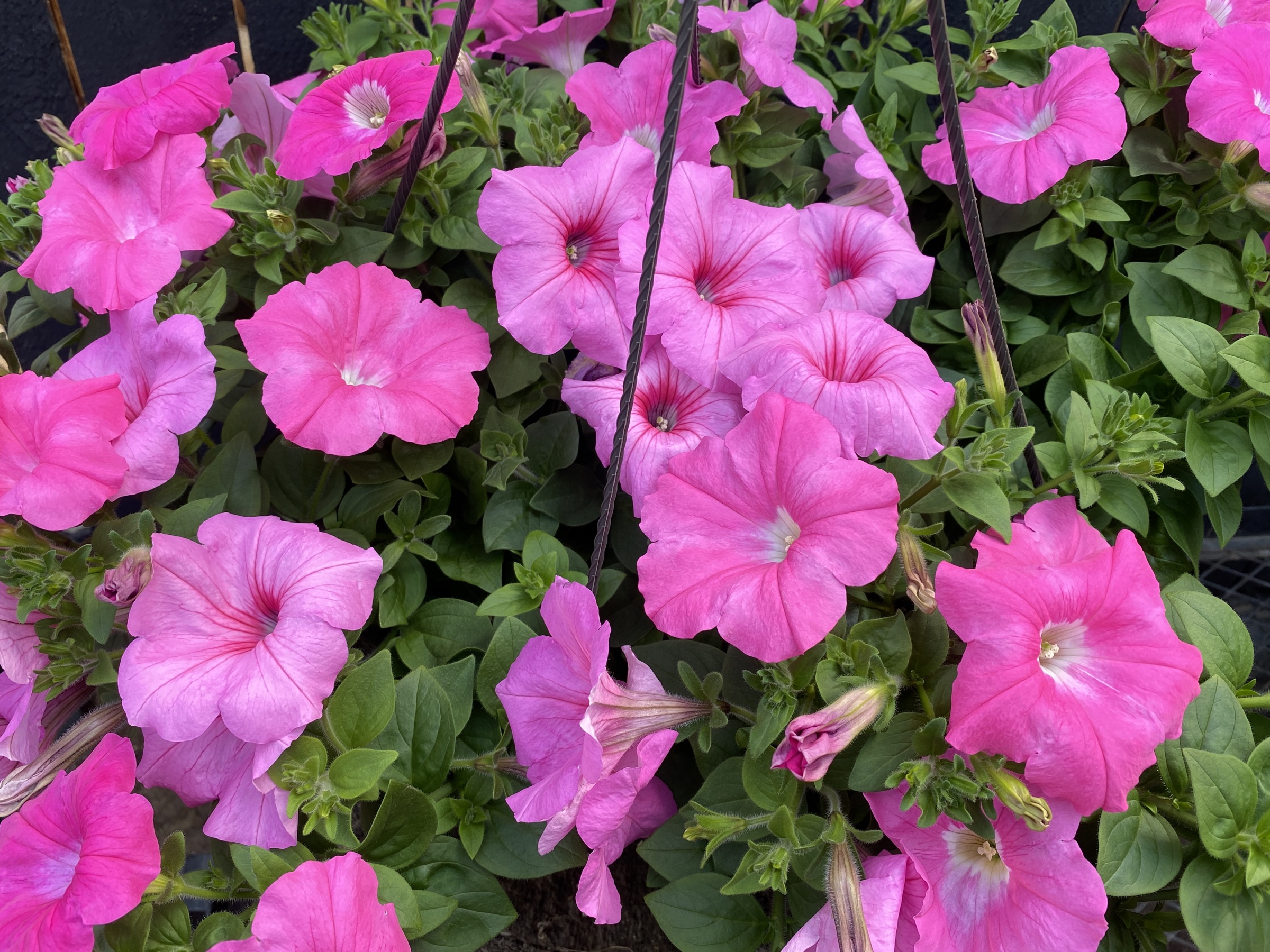 Petunia Pink Hanging Basket (650) Ennenga's Garden Center