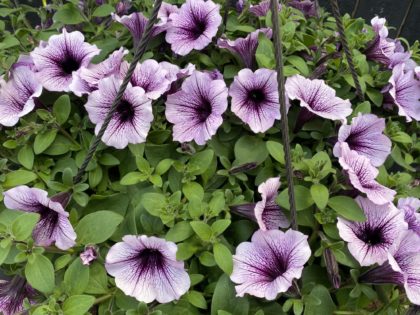 Petunia Bordeaux Hanging Basket (661)