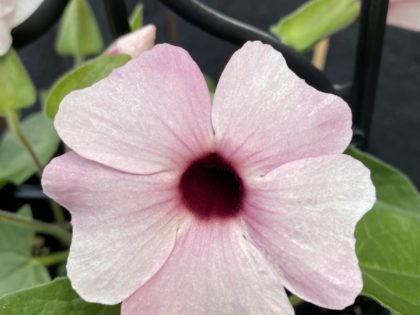 Thunbergia with trellis