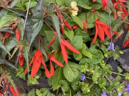 Jamaica Bay Hanging Basket (712)