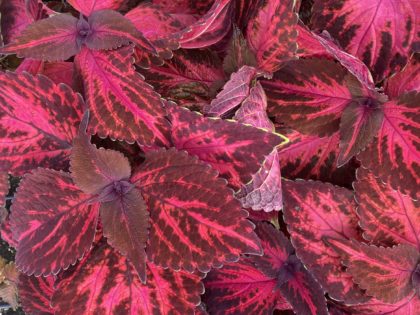 Kingswood Torch Coleus