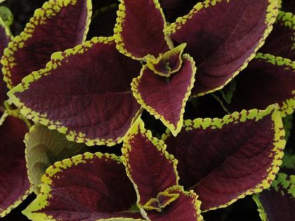 Kong Jr.™ Coleus Scarlet