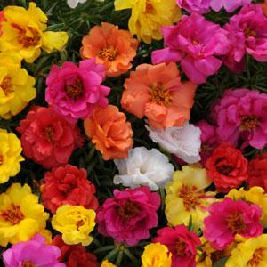Portulaca
