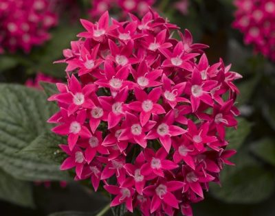 Pentas Starcluster