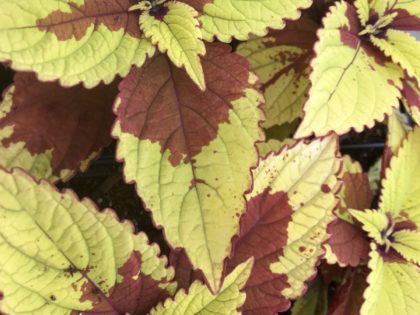 Coleus Pineapple