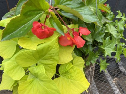 Shade Delight Hanging Basket (703)