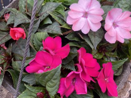 Sunpatiens Mix Hanging Basket (655)