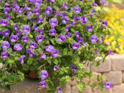Torenia