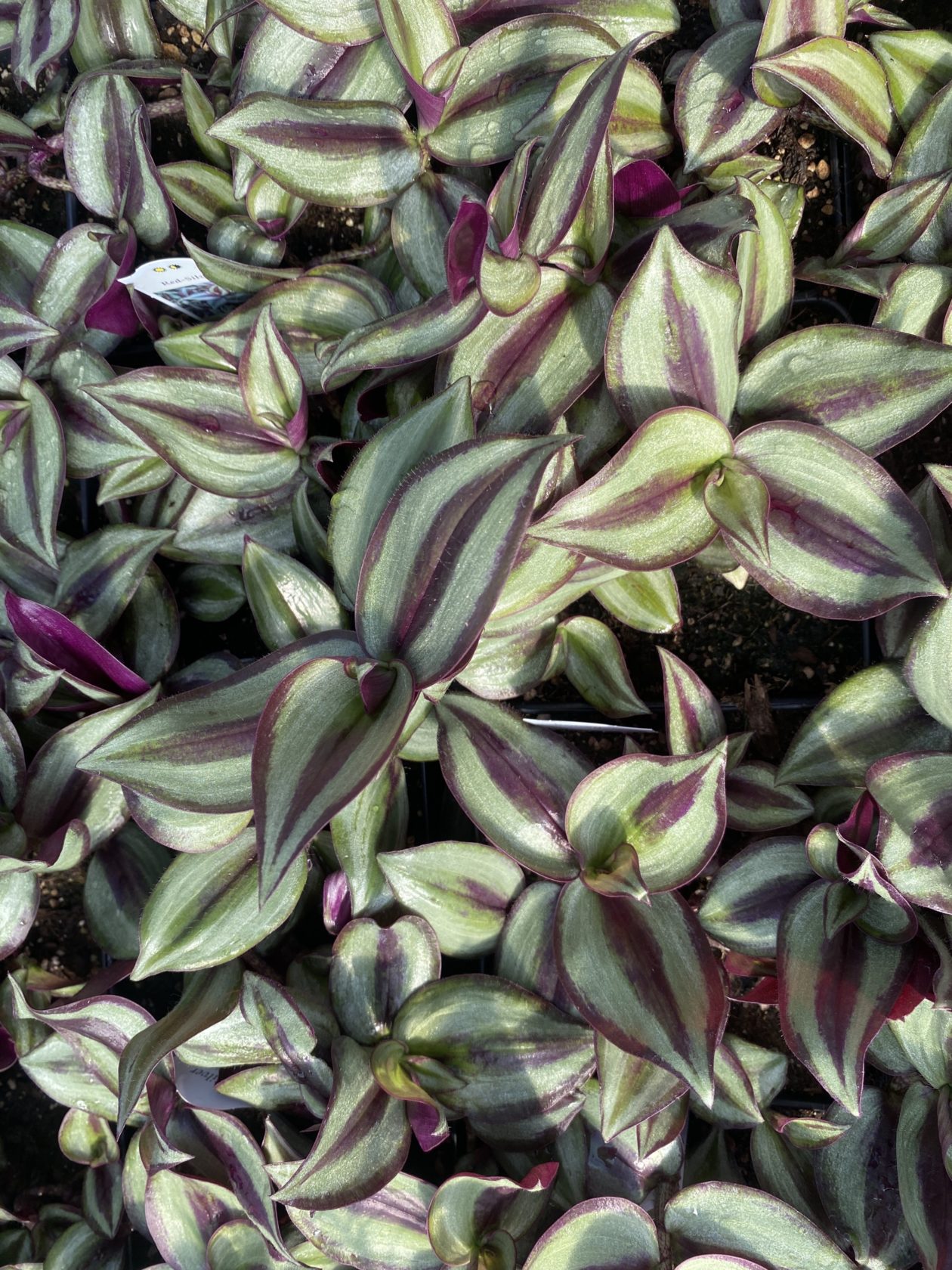 Tradescantia Ennenga's Garden Center