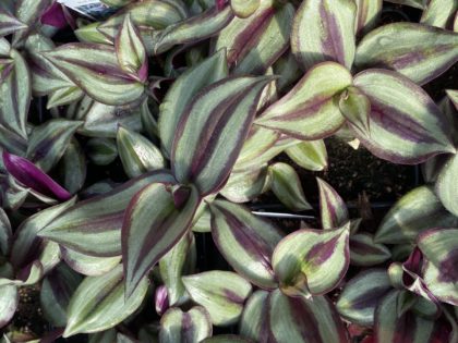 Tradescantia