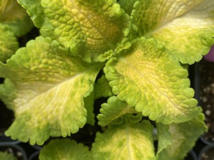 Coleus Wild Lime