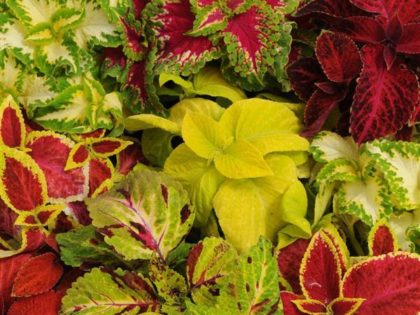 Coleus Wizard Mix