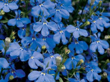 Lobelia Laguna Dark Blue