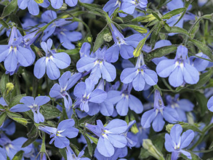Lobelia Laguna Sky Blue