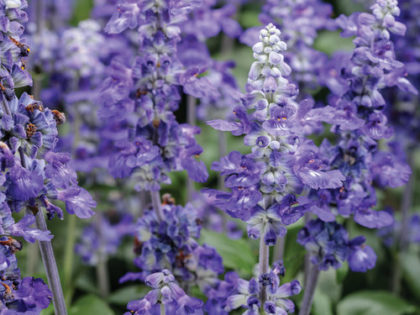 Salvia Unplugged So Blue