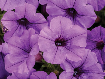 Petunia Supertunia Mini Vista Indigo