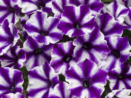 Petunia Supertunia Mini Vista Violet Star