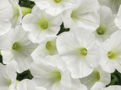 Petunia Supertunia Mini Vista White