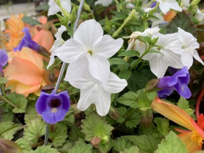 Susie Shade Hanging Basket (667)